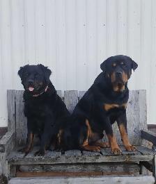 Pure Rottweiler puppies