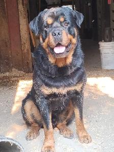 Pure Rottweiler puppies - Photo 3