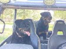 Pure Rottweiler puppies - Photo 4