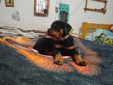 Pure Rottweiler puppies - Photo 5