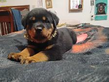 Pure Rottweiler puppies - Photo 6
