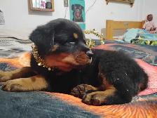 Pure Rottweiler puppies - Photo 7