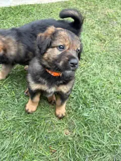puppies for sale