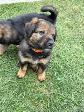 puppies for sale