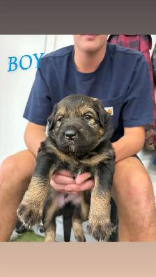 puppies for sale - Photo 2