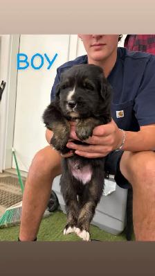 puppies for sale - Photo 3