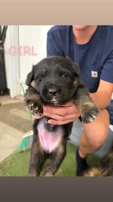 puppies for sale - Photo 4