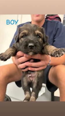 puppies for sale - Photo 5
