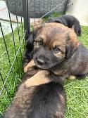 puppies for sale - Photo 6