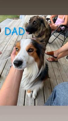 puppies for sale - Photo 10