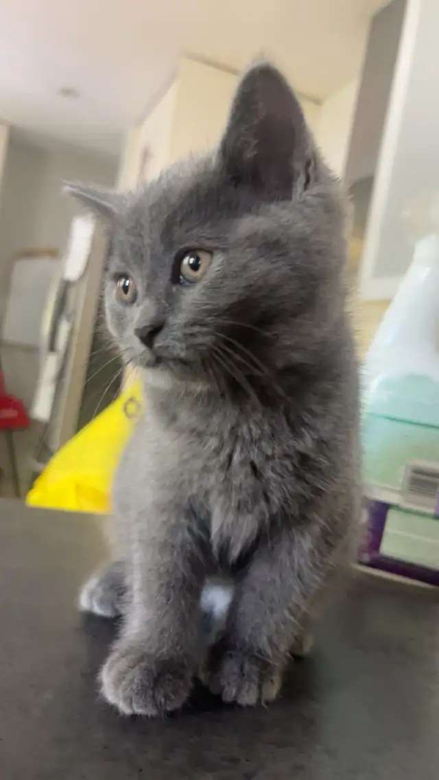 free kittens