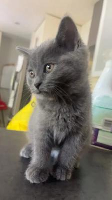 free kittens