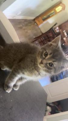 free kittens - Photo 2