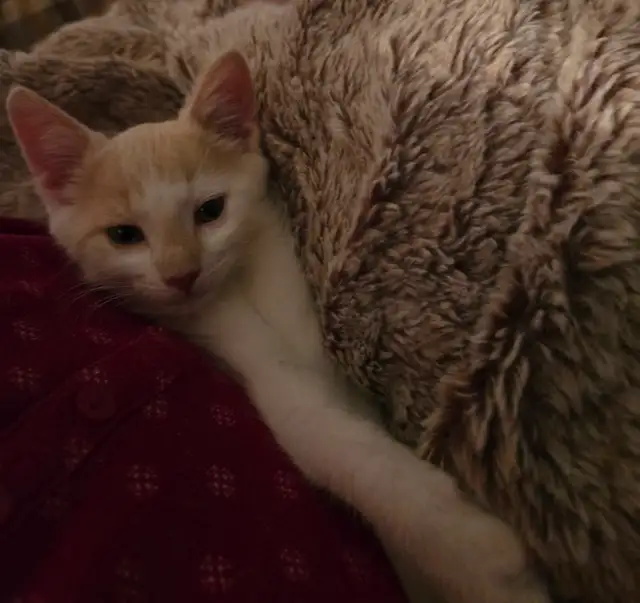 Petit chaton mâle