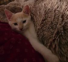 Petit chaton mâle - Photo 2
