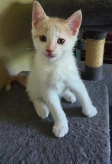 Petit chaton mâle - Photo 3