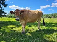 jersey cow