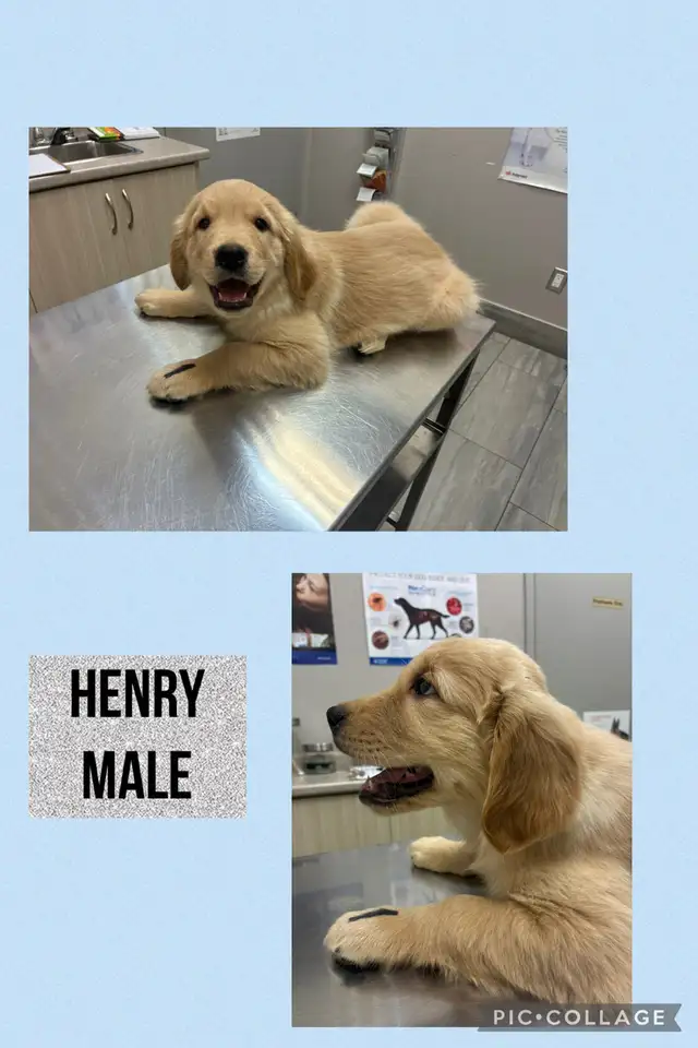 Golden Retriever Puppies