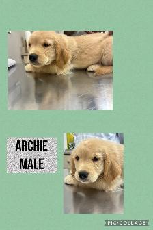 Golden Retriever Puppies - Photo 2