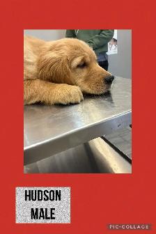 Golden Retriever Puppies - Photo 3