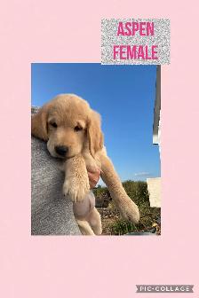 Golden Retriever Puppies - Photo 4
