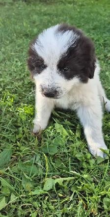 Great Pyrenees/ Maremma/ Anatolian Shepperd Pups