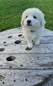 Great Pyrenees/ Maremma/ Anatolian Shepperd Pups - Photo 2