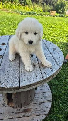 Great Pyrenees/ Maremma/ Anatolian Shepperd Pups - Photo 3