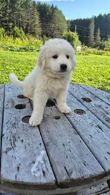 Great Pyrenees/ Maremma/ Anatolian Shepperd Pups - Photo 4