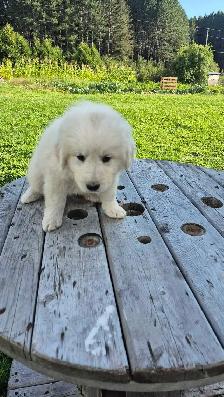 Great Pyrenees/ Maremma/ Anatolian Shepperd Pups - Photo 5
