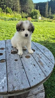 Great Pyrenees/ Maremma/ Anatolian Shepperd Pups - Photo 6