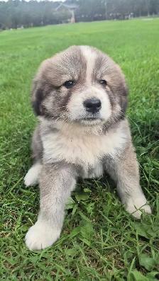 Great Pyrenees/ Maremma/ Anatolian Shepperd Pups - Photo 7