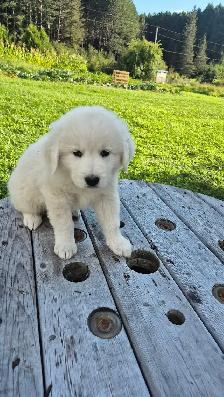 Great Pyrenees/ Maremma/ Anatolian Shepperd Pups - Photo 8