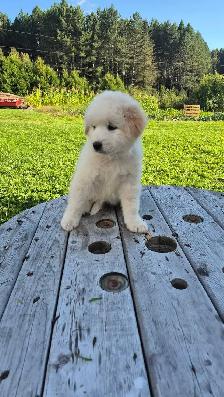 Great Pyrenees/ Maremma/ Anatolian Shepperd Pups - Photo 9