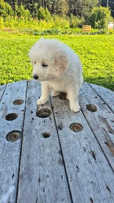 Great Pyrenees/ Maremma/ Anatolian Shepperd Pups - Photo 10