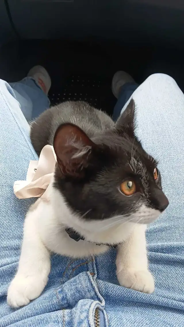 female Kitten, fully vaccinate, all her stuffs