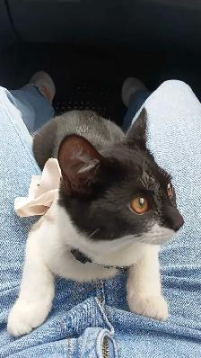 female Kitten, fully vaccinate, all her stuffs