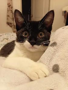female Kitten, fully vaccinate, all her stuffs - Photo 3
