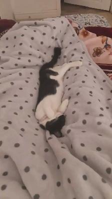 female Kitten, fully vaccinate, all her stuffs - Photo 4