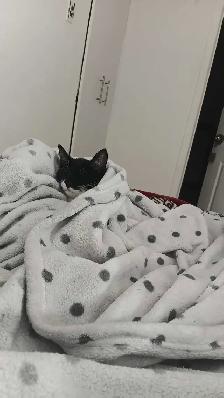 female Kitten, fully vaccinate, all her stuffs - Photo 6