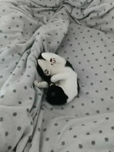 female Kitten, fully vaccinate, all her stuffs - Photo 7