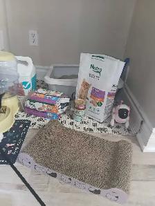 female Kitten, fully vaccinate, all her stuffs - Photo 8