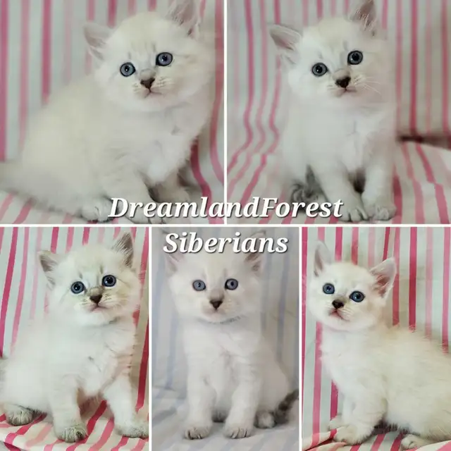 Hypoallergenic TICA Registered Siberian Kittens