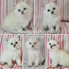 Hypoallergenic TICA Registered Siberian Kittens