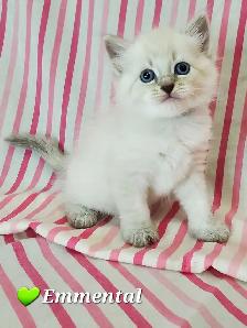 Hypoallergenic TICA Registered Siberian Kittens - Photo 4