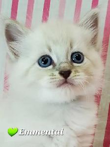 Hypoallergenic TICA Registered Siberian Kittens - Photo 5