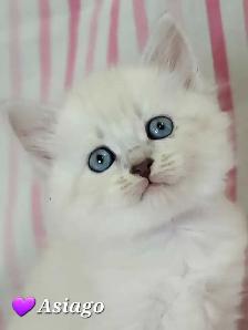 Hypoallergenic TICA Registered Siberian Kittens - Photo 9