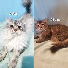 Hypoallergenic TICA Registered Siberian Kittens - Photo 10