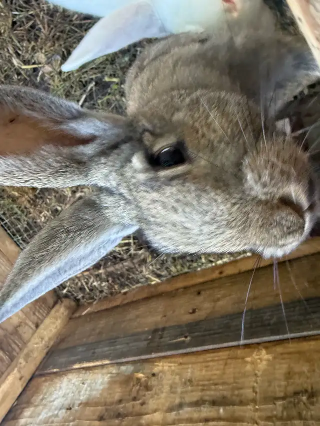 4 month New Zealand meat rabbit male