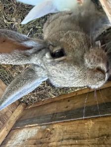 4 month New Zealand meat rabbit male